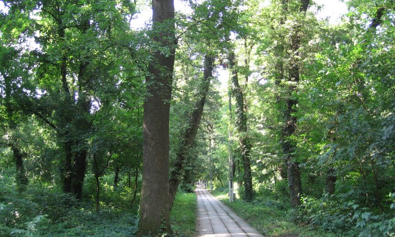 Actiune de curatire a parcului orasului