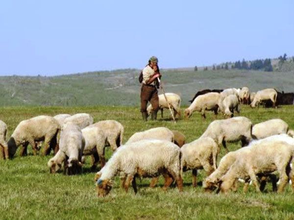 Licitatie publica pentru inchirierea pasunii